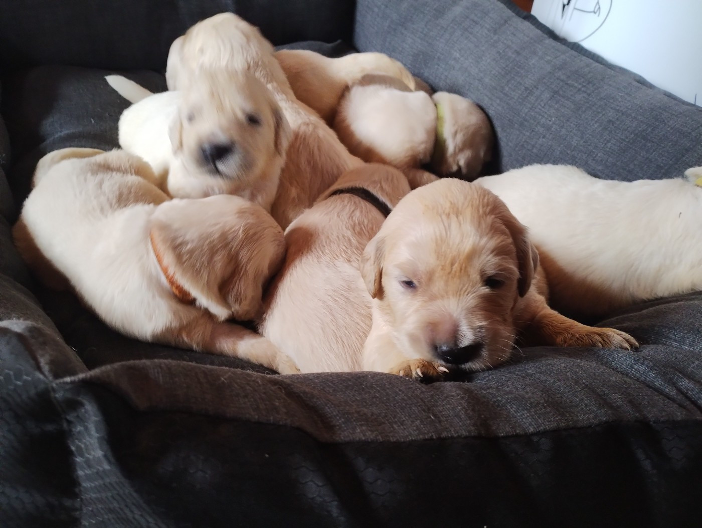 Dispo a la réservation très beaux chiots golden retriever LOF sable