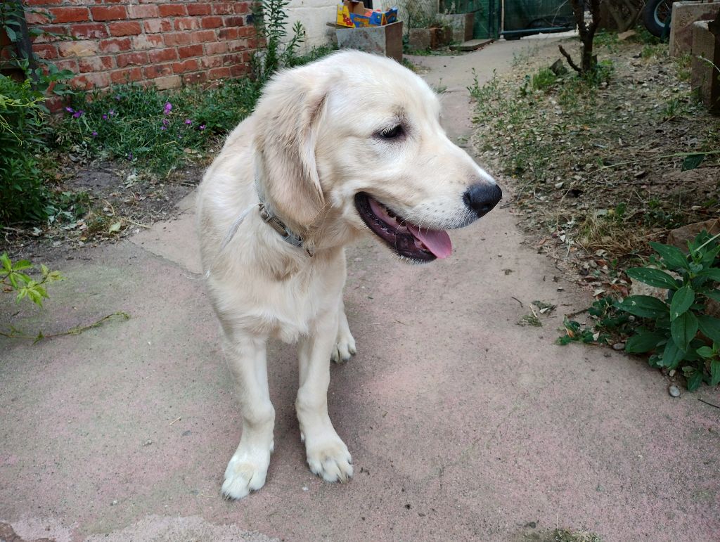Magnifique chiot sable mâle disponible