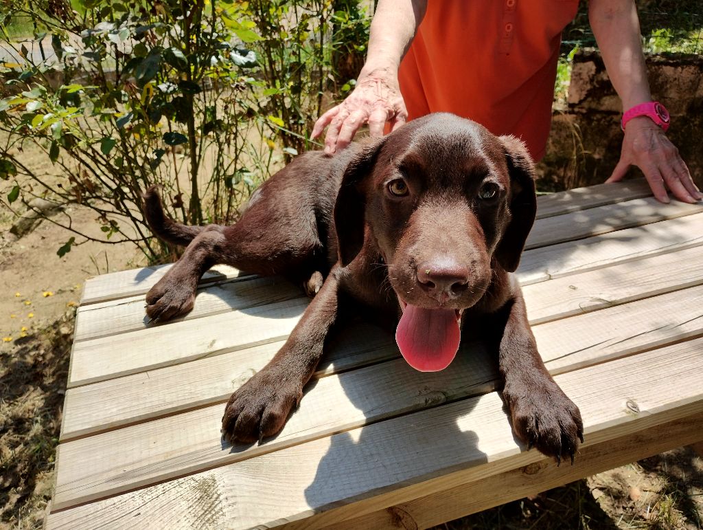 David Beraud - Chiots disponibles - Labrador Retriever