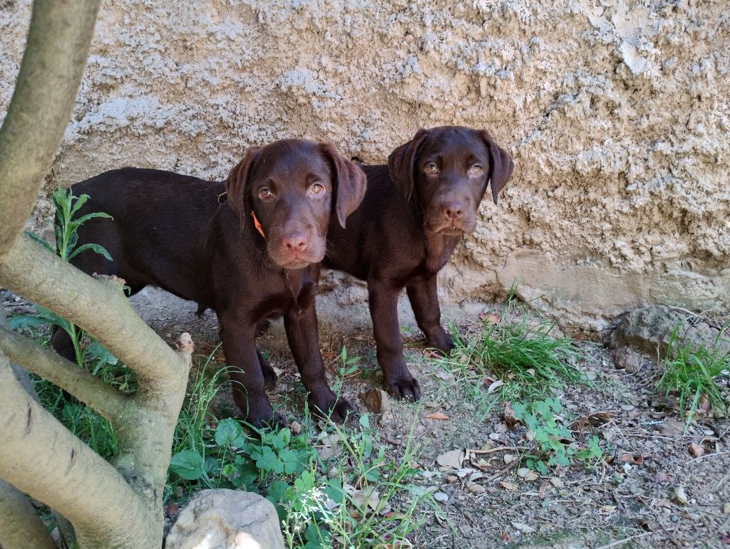 David Beraud - Chiots disponibles - Labrador Retriever
