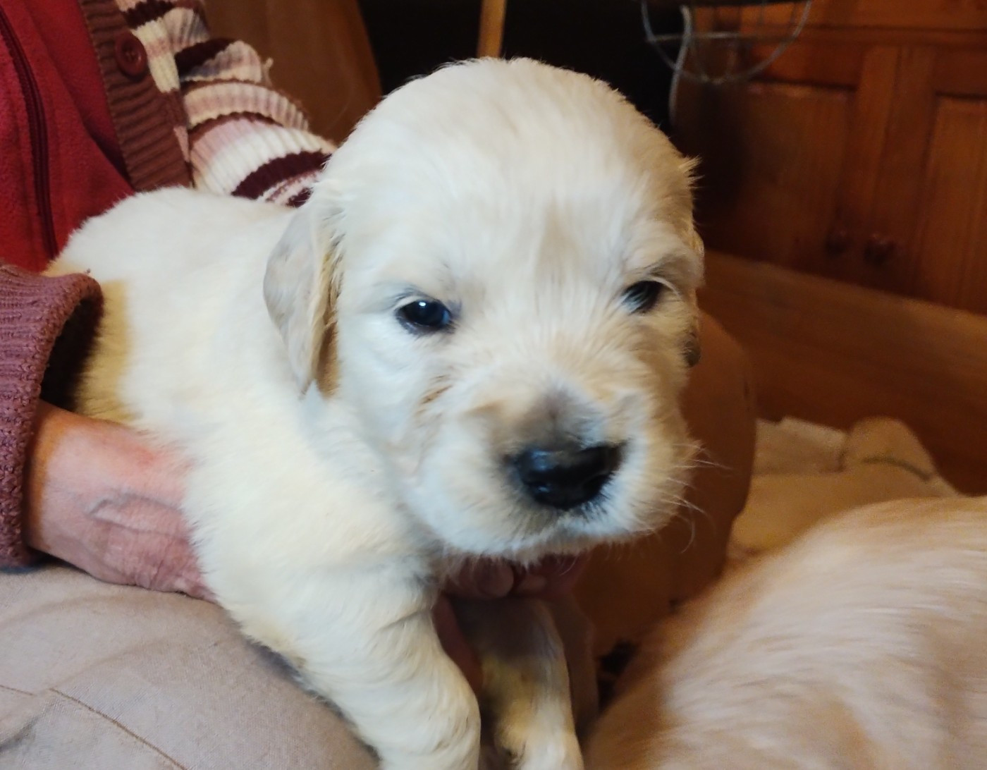 David Beraud - Chiots disponibles - Golden Retriever