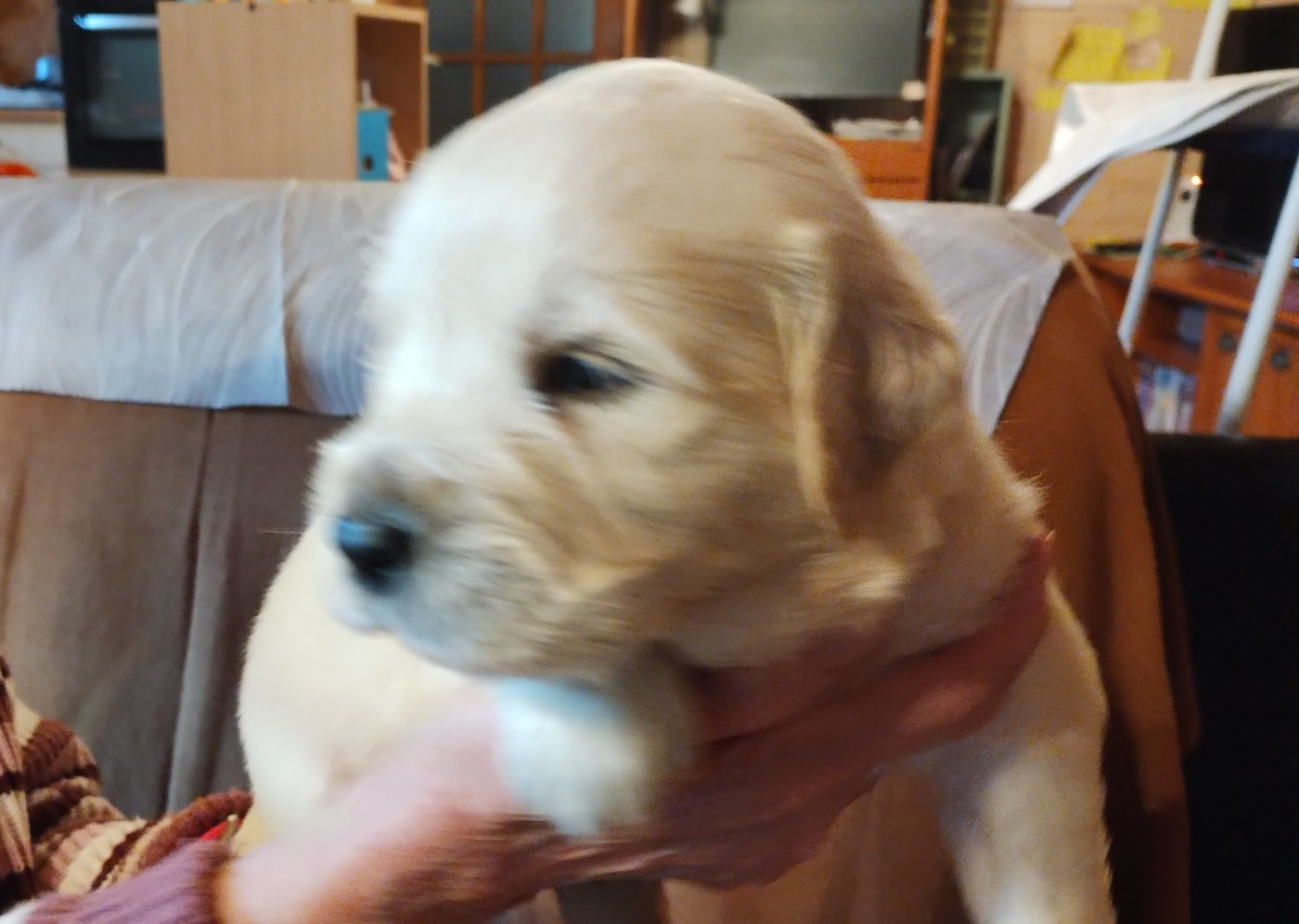 David Beraud - Chiots disponibles - Golden Retriever