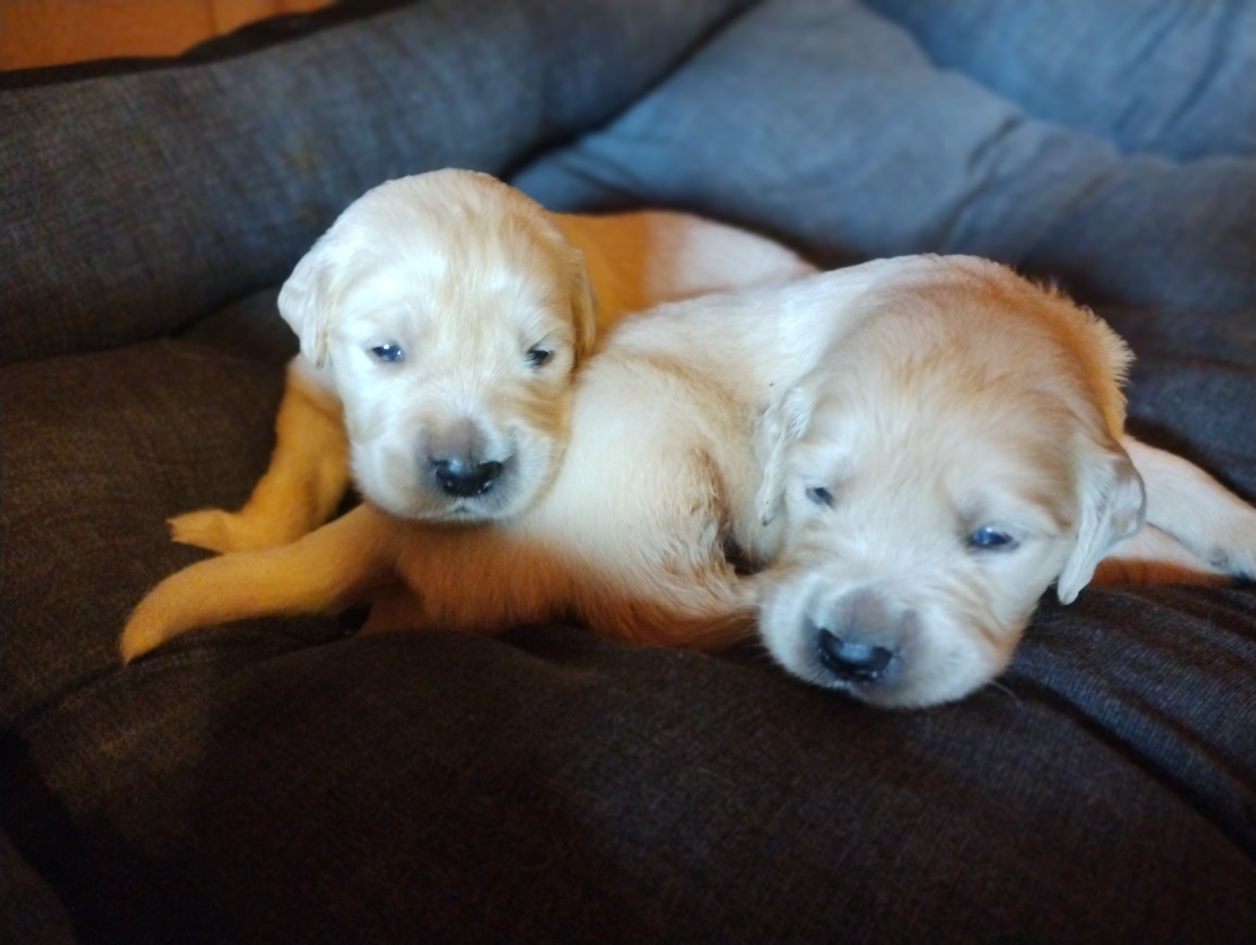 David Beraud - Chiots disponibles - Golden Retriever