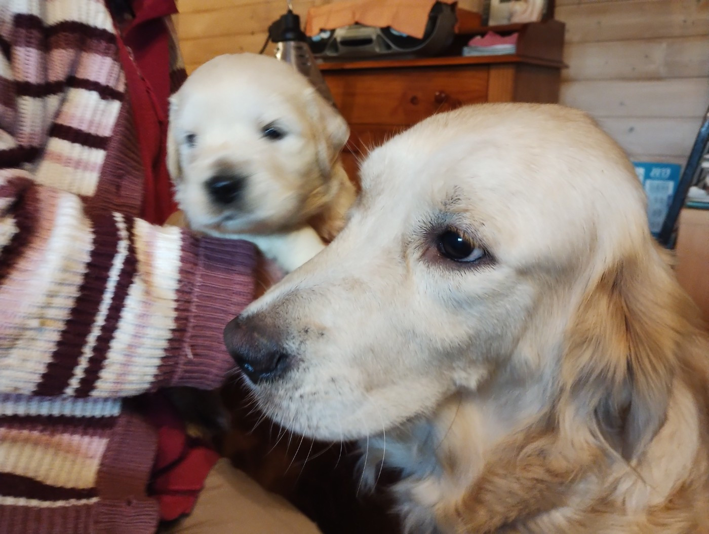 David Beraud - Chiots disponibles - Golden Retriever