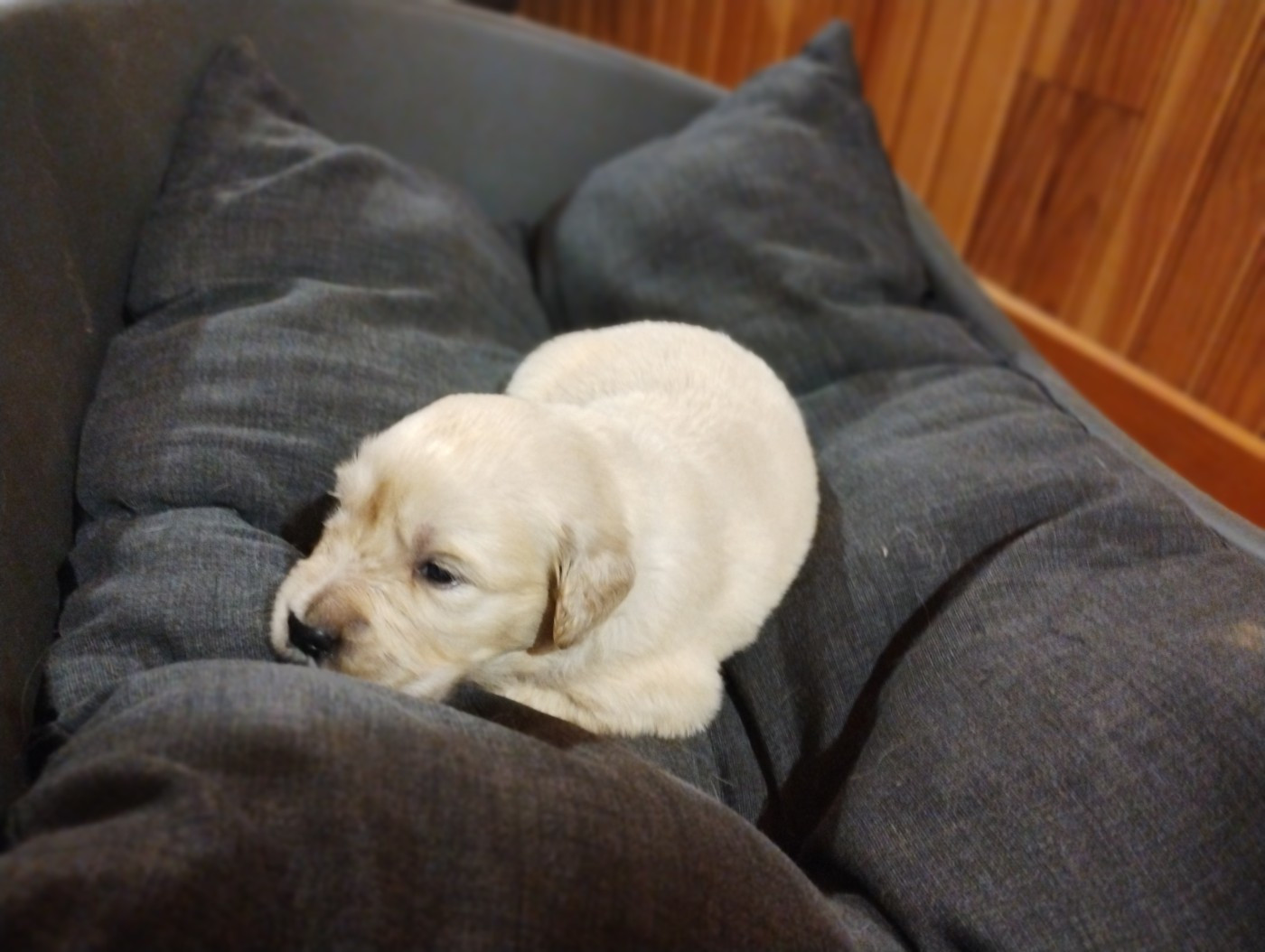 David Beraud - Chiots disponibles - Golden Retriever