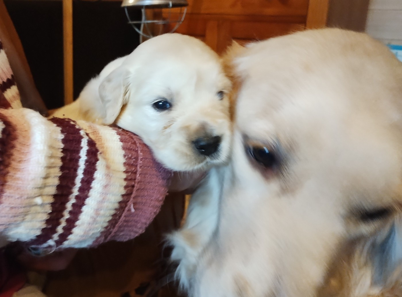 David Beraud - Chiots disponibles - Golden Retriever