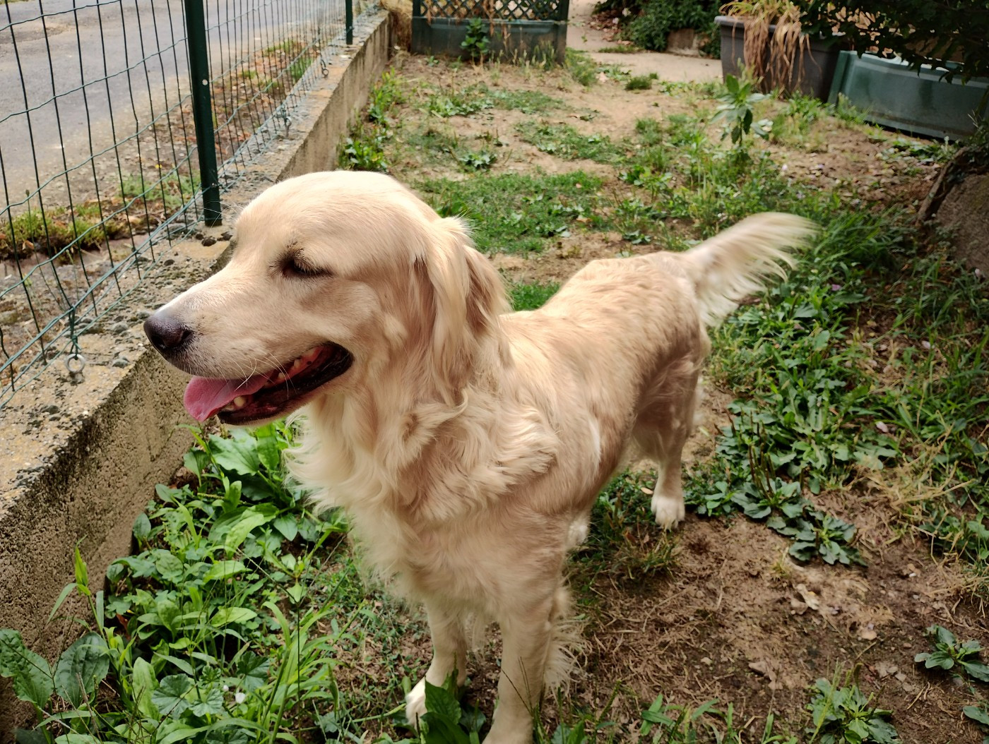 Chiot Golden Retriever David Beraud