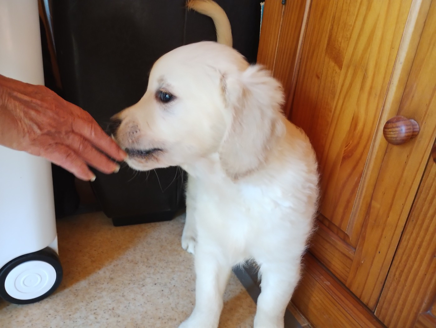 David Beraud - Chiots disponibles - Golden Retriever