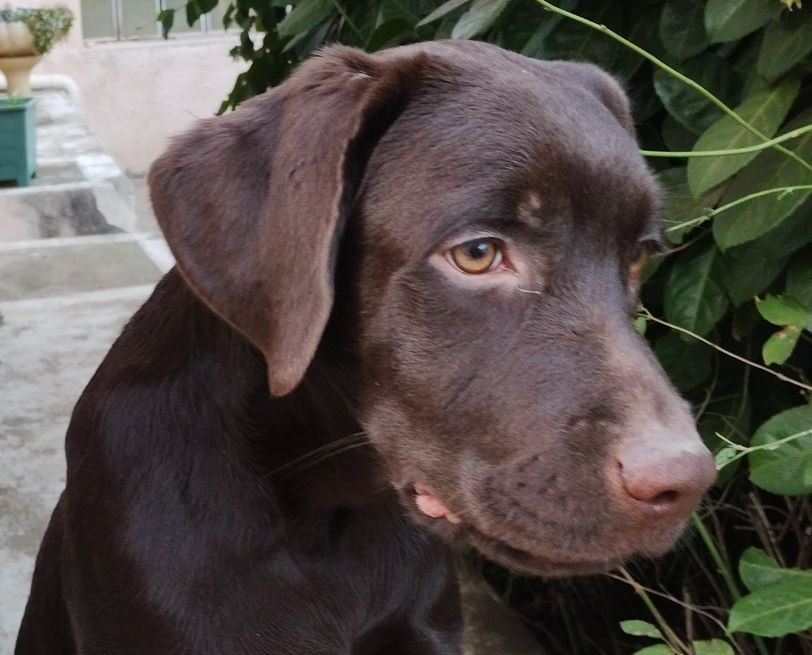 David Beraud - Chiots disponibles - Labrador Retriever