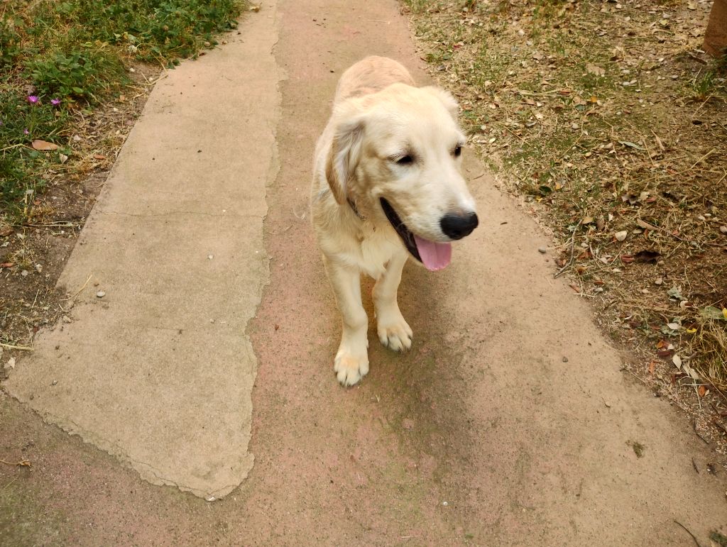 David Beraud - Chiots disponibles - Golden Retriever