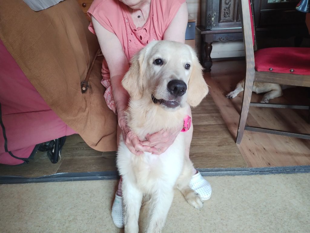 David Beraud - Chiots disponibles - Golden Retriever