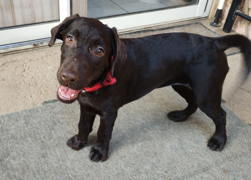 David Beraud - Chiots disponibles - Labrador Retriever