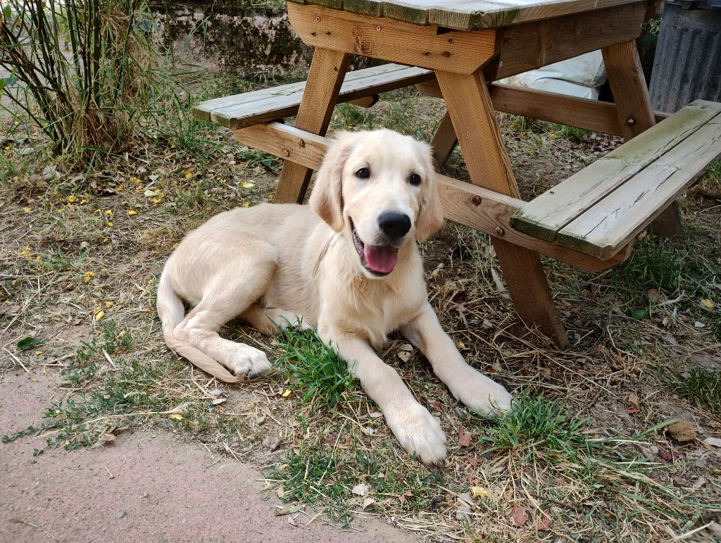 David Beraud - Chiots disponibles - Golden Retriever
