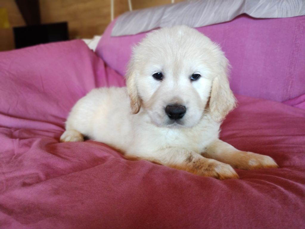 David Beraud - Chiots disponibles - Golden Retriever