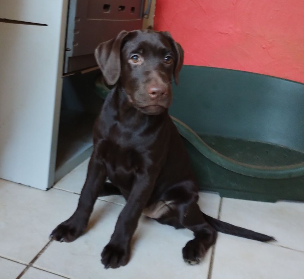 David Beraud - Chiots disponibles - Labrador Retriever