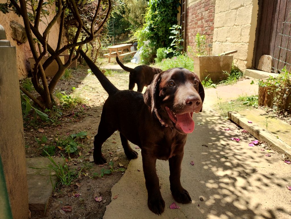 David Beraud - Chiots disponibles - Labrador Retriever