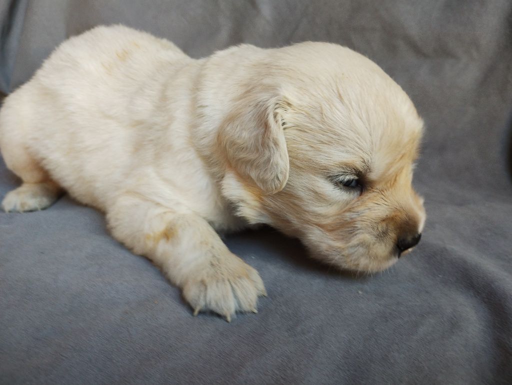 David Beraud - Chiots disponibles - Golden Retriever