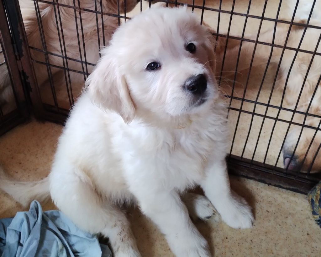 David Beraud - Chiots disponibles - Golden Retriever