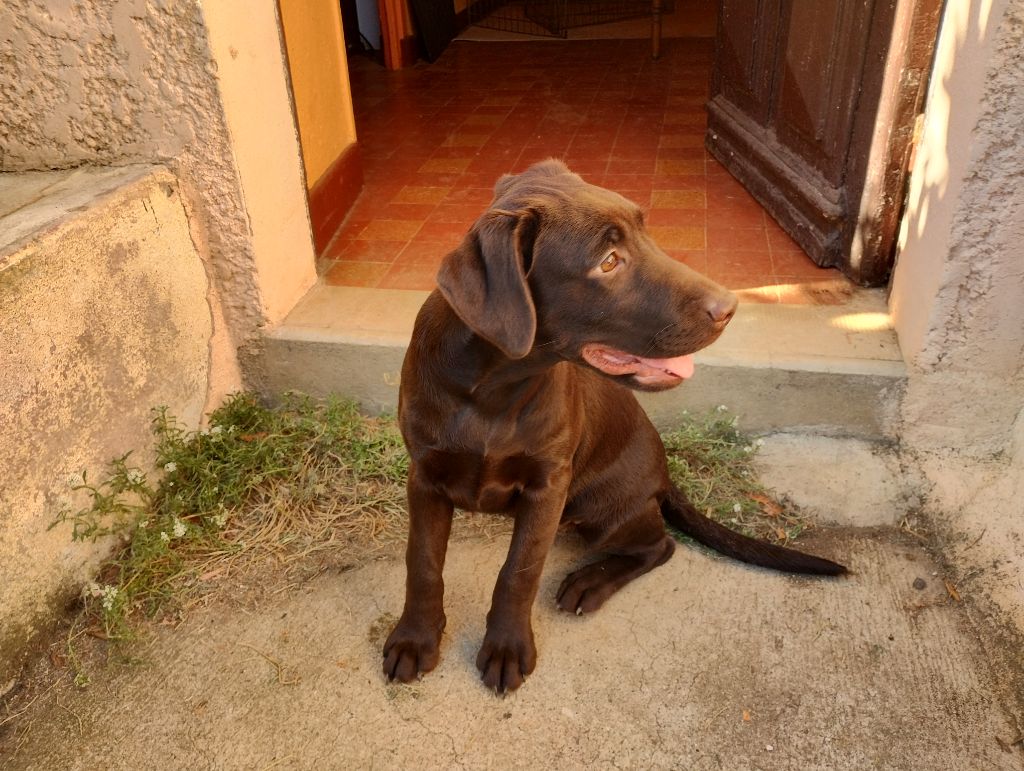 David Beraud - Chiots disponibles - Labrador Retriever