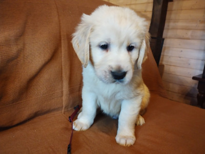 CHIOT collier violet