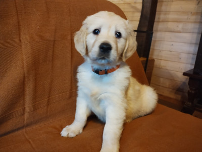 CHIOT collier orange