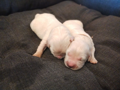 CHIOT 5