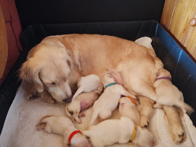 CHIOT 3