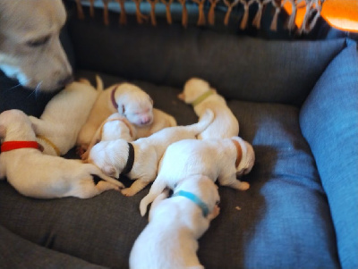 CHIOT 1