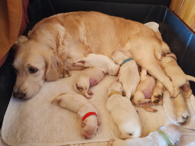 CHIOT 7
