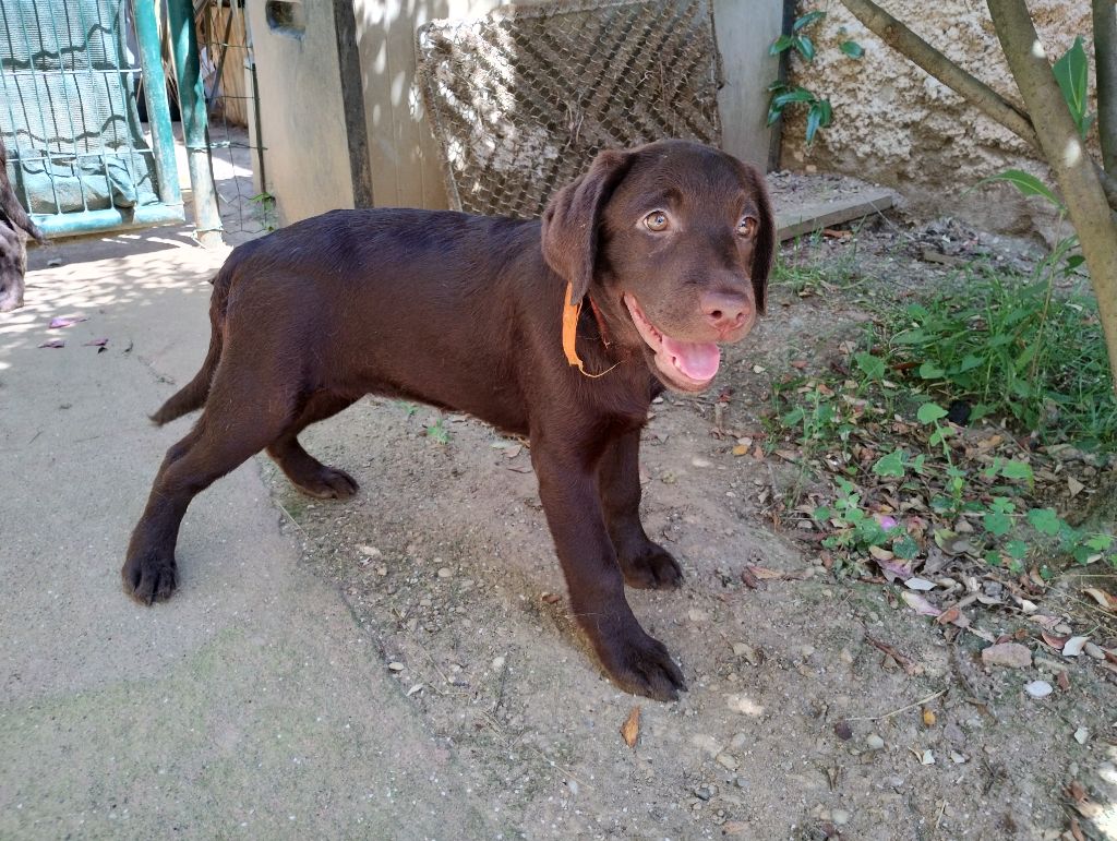 David Beraud - Chiots disponibles - Labrador Retriever