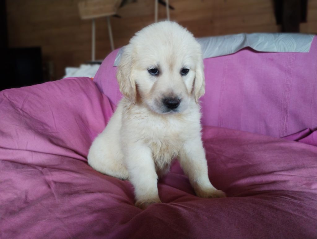 David Beraud - Chiots disponibles - Golden Retriever