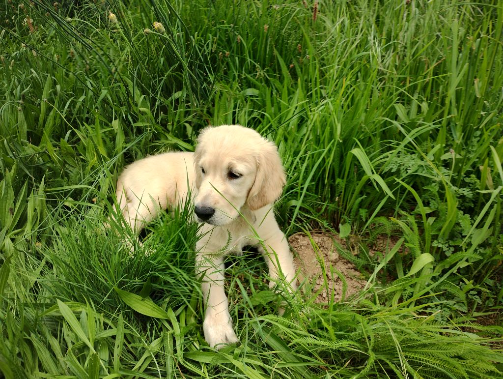 David Beraud - Chiots disponibles - Golden Retriever