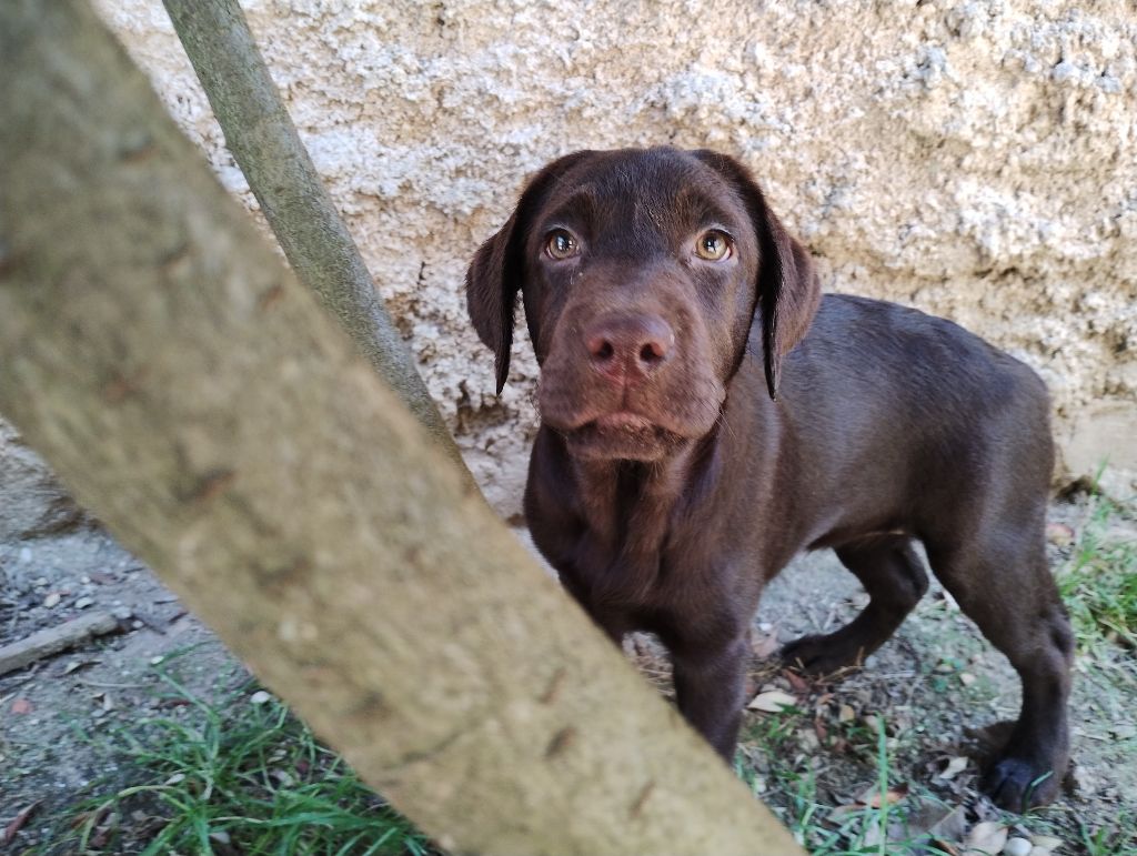 David Beraud - Chiots disponibles - Labrador Retriever