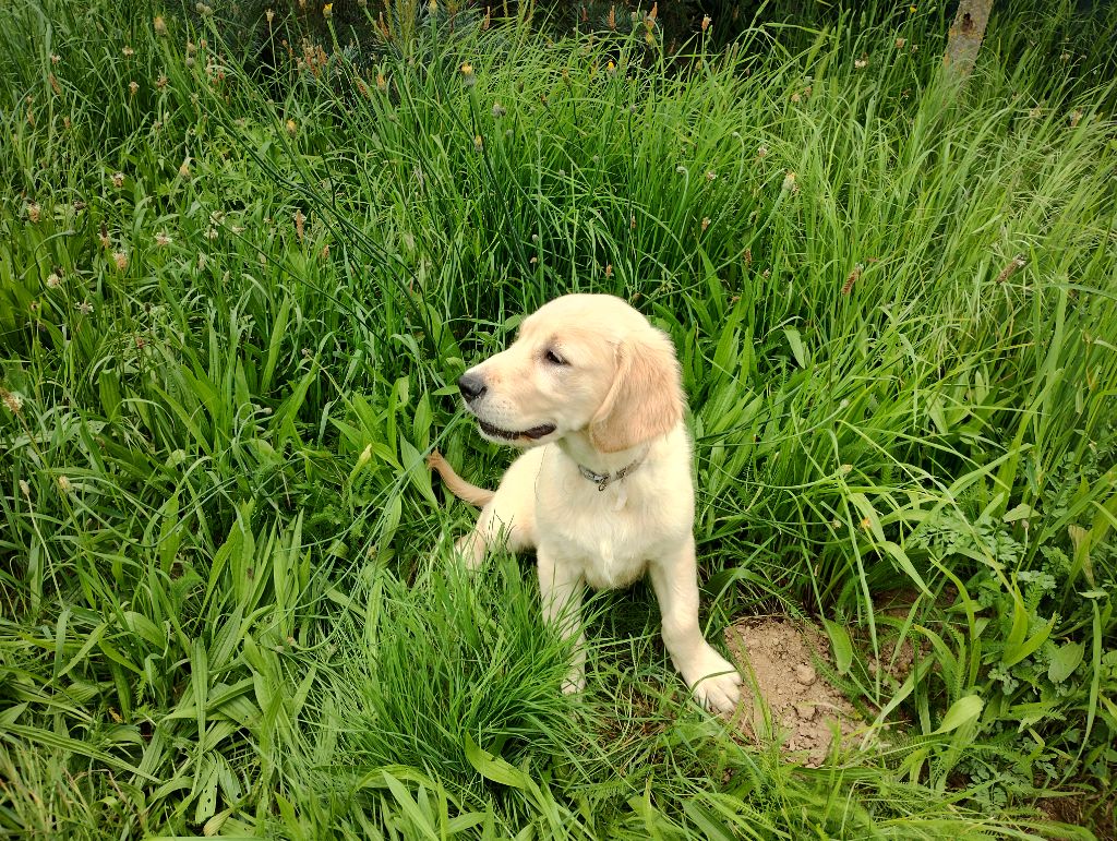 David Beraud - Chiots disponibles - Golden Retriever