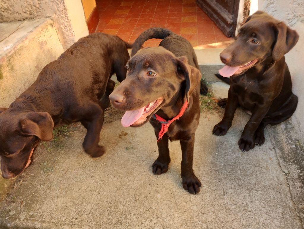 Chiot Labrador Retriever David Beraud