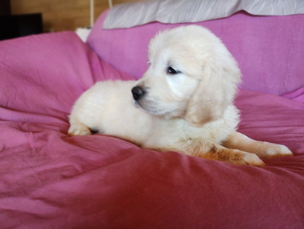 David Beraud - Chiots disponibles - Golden Retriever
